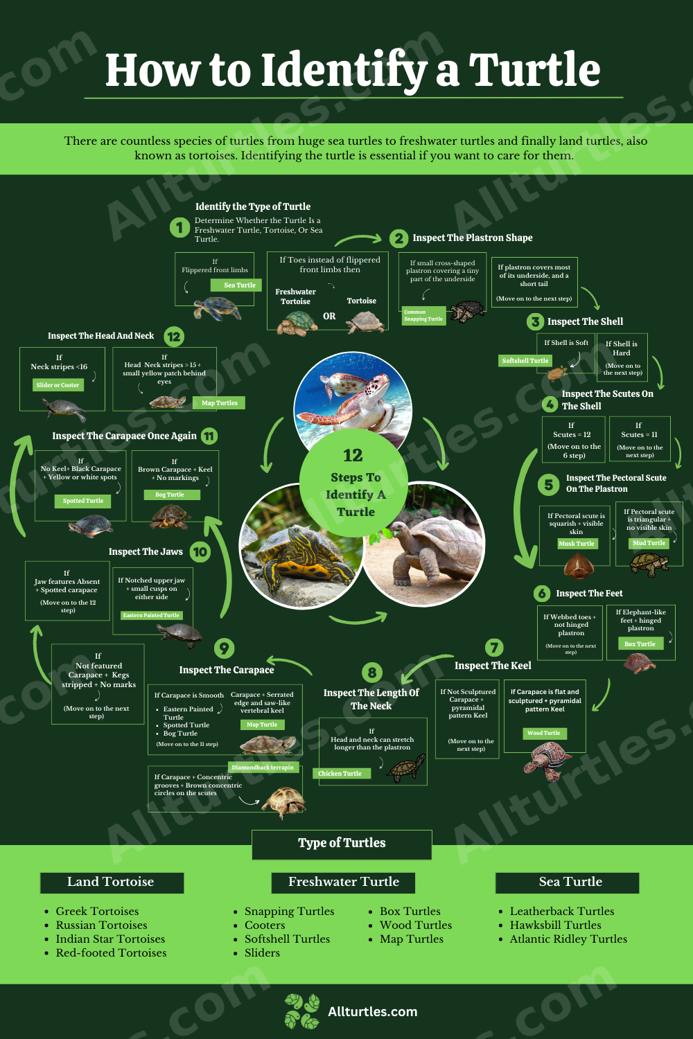 How to Identify a Turtle – Printable 12-Step Infographic (Digital Download)