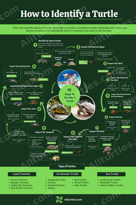 How to Identify a Turtle – Printable 12-Step Infographic (Digital Download)